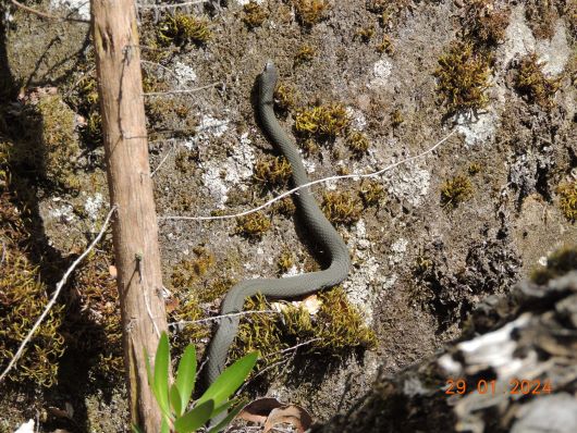 Snake Meander Falls Way